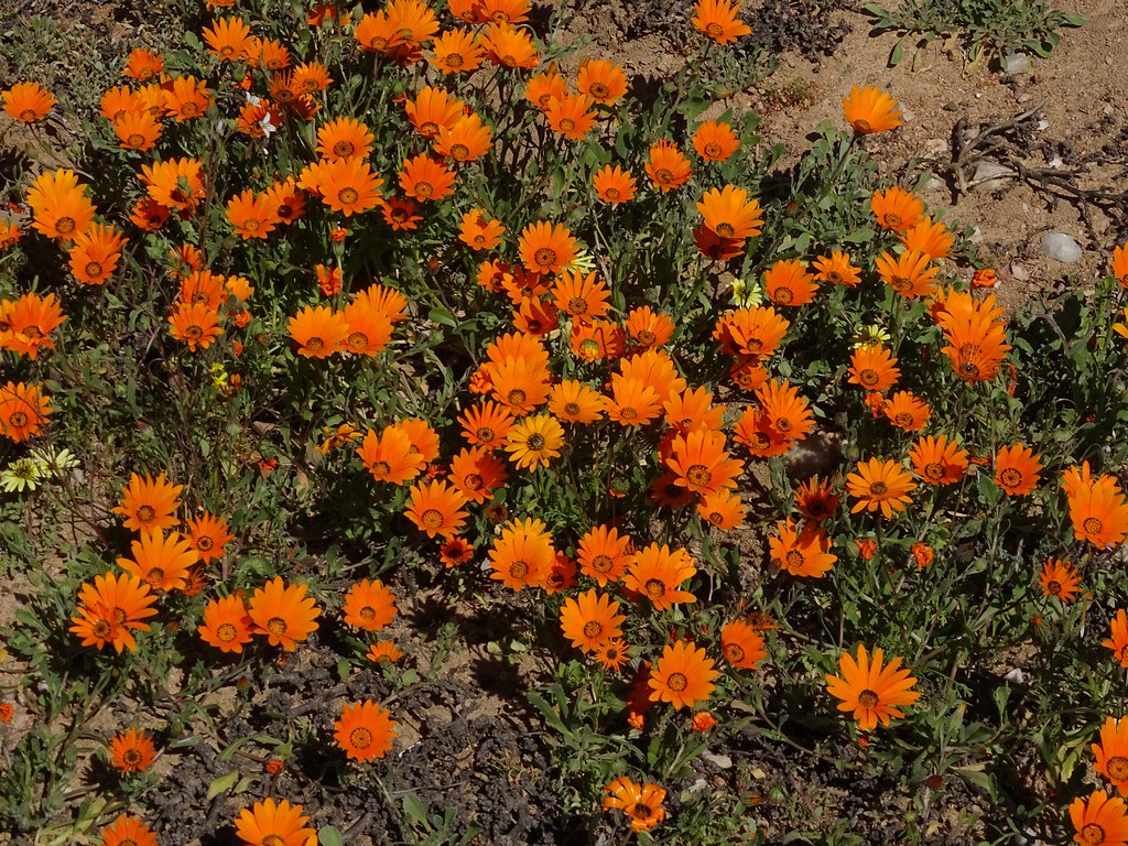 Orange African Daisy  100 Seeds  Dimorphotheca sinuata