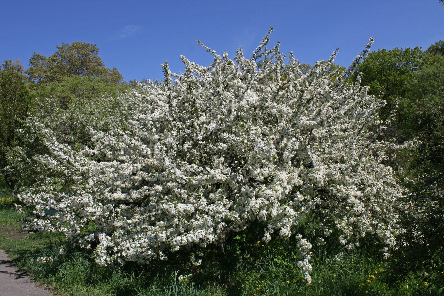 Sargent's Crabapple Malus sargentii 100 Seeds  USA Company