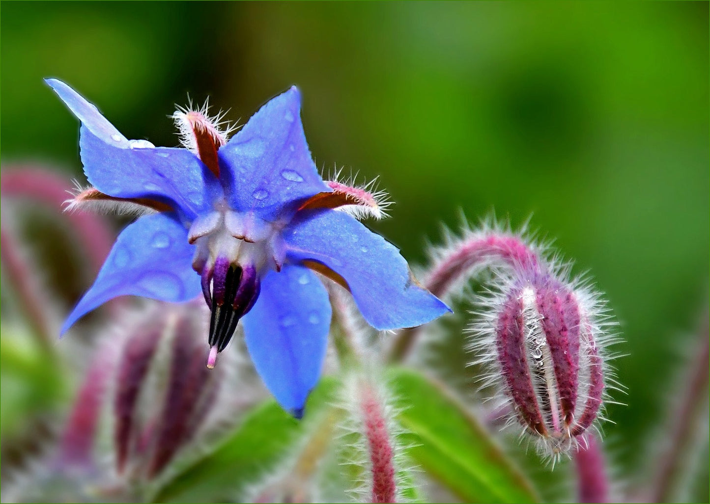 Borage  Starflower  140 Seeds  1/10 Oz  Borago officinalis