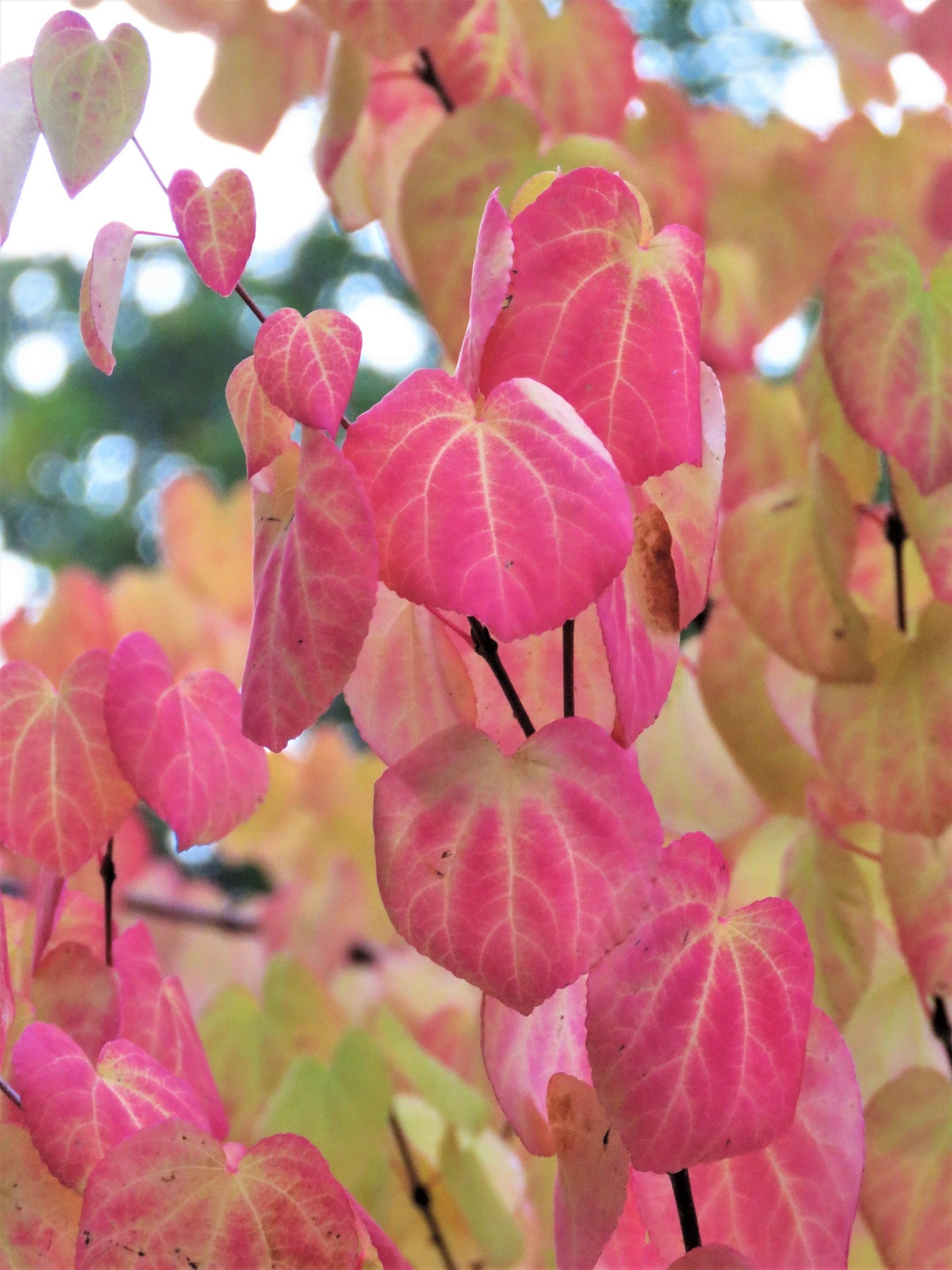 Katsura Tree  2300 Seeds  1 Gram  Cercidiphyllum japonicum