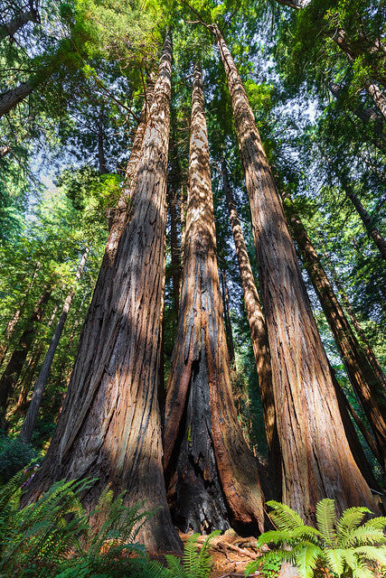 Coast Redwood  Sequoia sempervirens  100 Seeds  USA Company