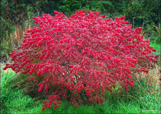 Burning Bush Euonymus alatus 100 Seeds  USA Company