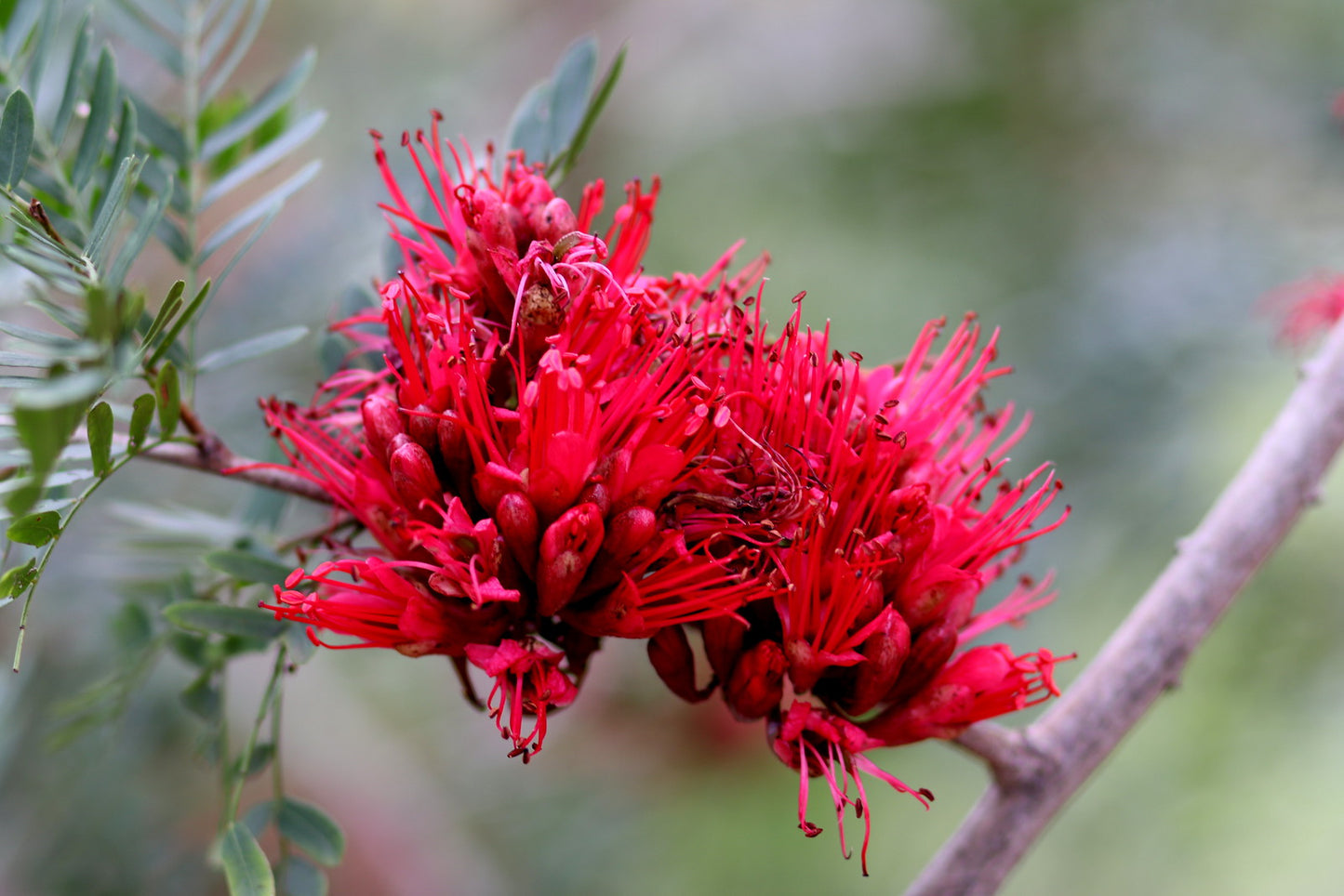 Tree Fuchsia   10 Seeds   Schotia brachypetala