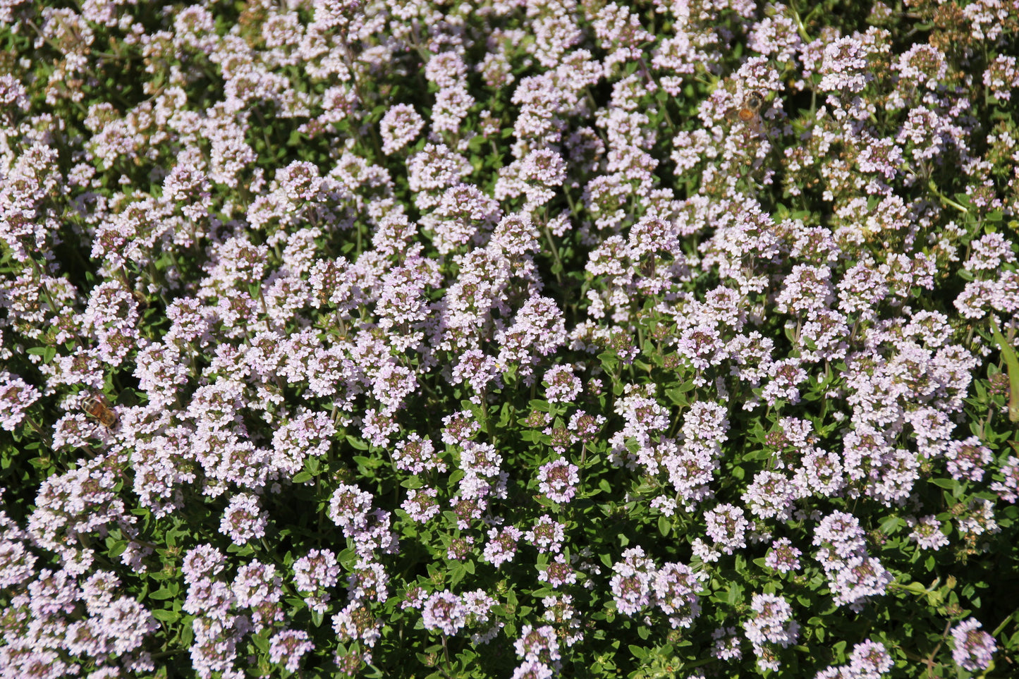 Common Thyme   100 Seeds   Thymus vulgaris