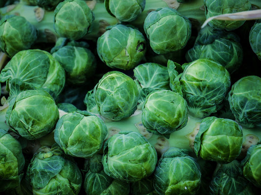 Brussels Sprouts 100 Seeds Brassica oleracea