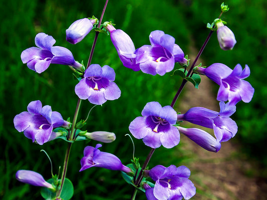 Large Flowered Penstemon   100 Seeds   Penstemon grandiflorus