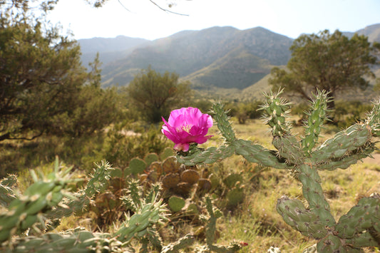 Tree Cholla  Cylindropuntia imbricata  100 Seeds  USA Company