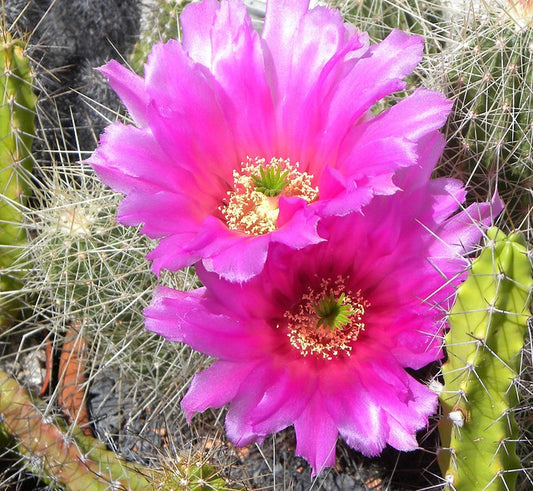 Strawberry Cactus  25 Seeds  Echinocereus stramineus