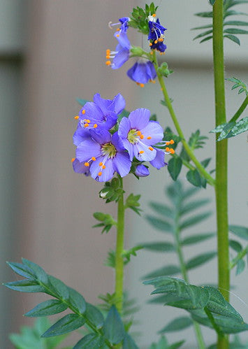 Jacob's Ladder   Polemonium caerulum   500 Seeds  USA Company