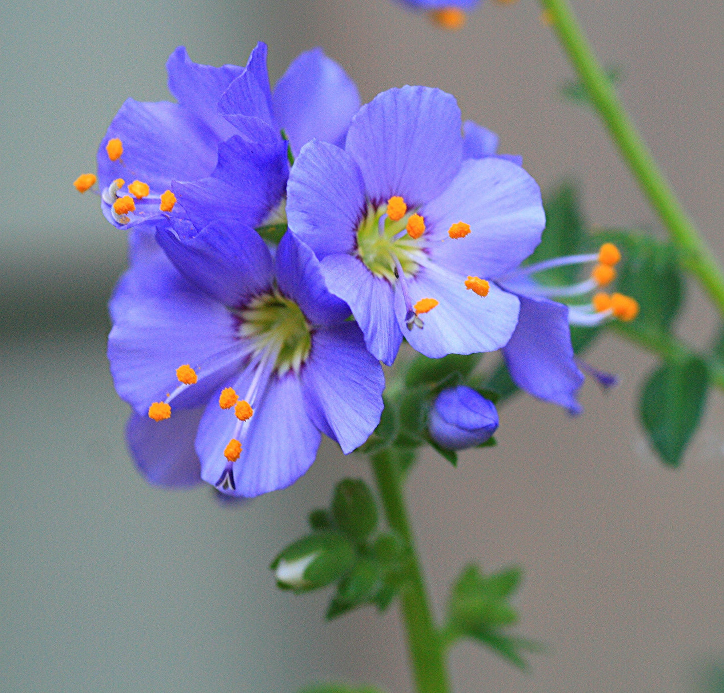 Jacob's Ladder   Polemonium caerulum   500 Seeds  USA Company