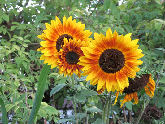 Sunflower Autumn Beauty Helianthus annuus 100 Seeds