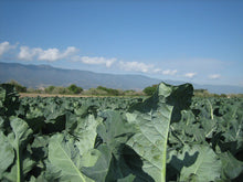 Load image into Gallery viewer, Broccoli Calabrese  20 Seeds  Brassica oleracea