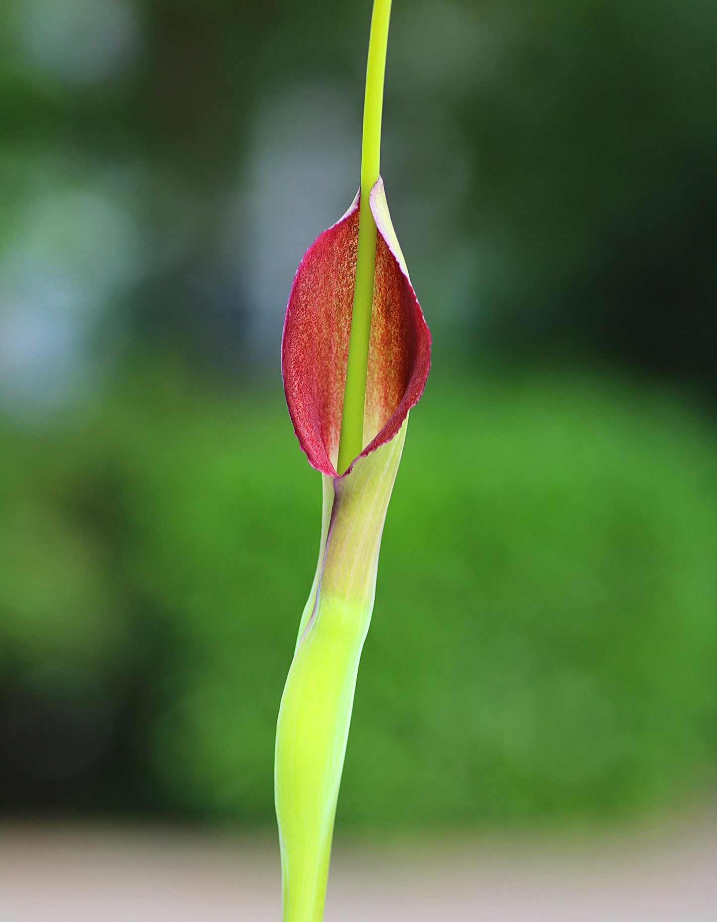 Purple Dragon  20 Seeds  Pinellia tripartita