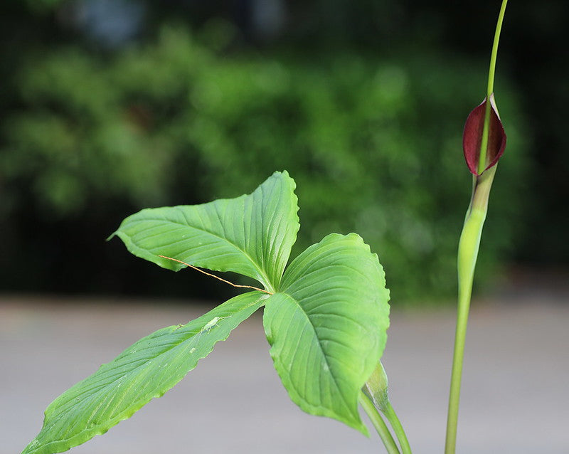 Purple Dragon  20 Seeds  Pinellia tripartita