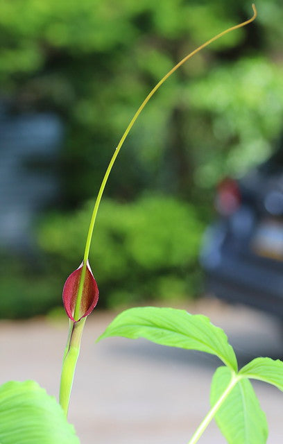Purple Dragon  20 Seeds  Pinellia tripartita