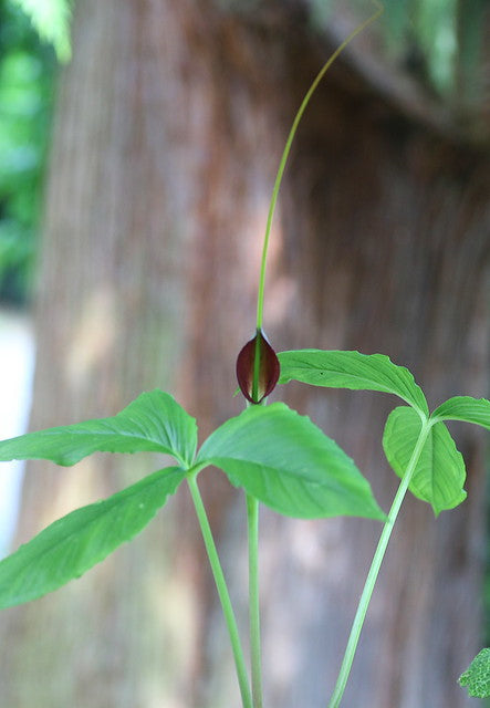 Purple Dragon  20 Seeds  Pinellia tripartita