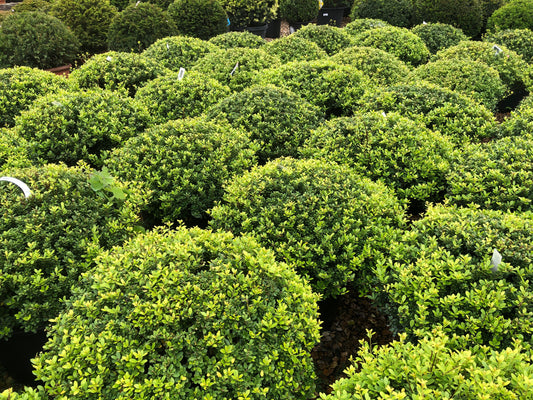 Japanese Holly Ilex crenata 20 Seeds