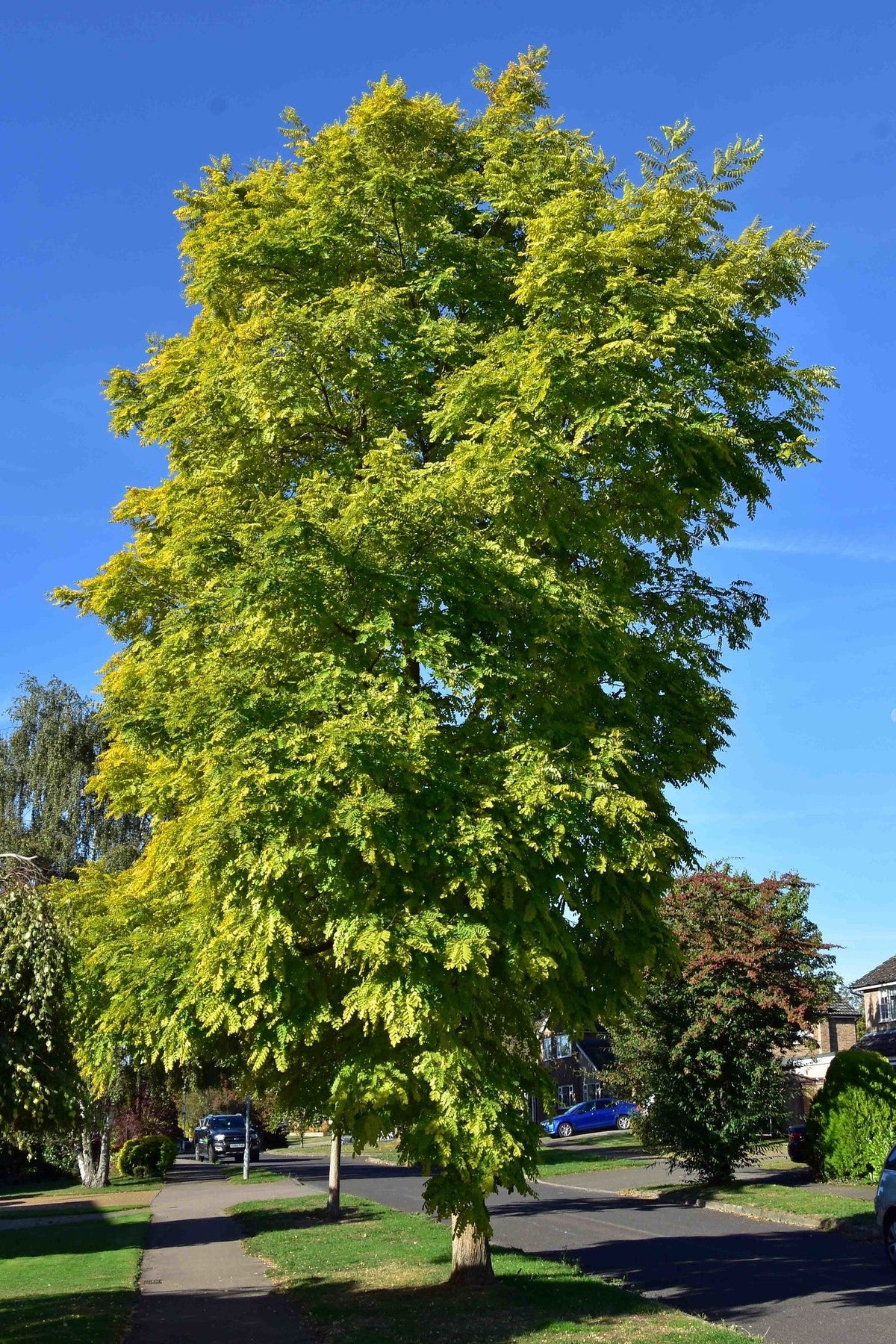 Locust 39 Black Locust 100 Seeds Robinia Pseudoacacia – R&B Floridaseeds