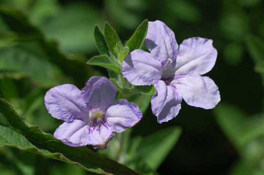 Wild Petunia  100 Seeds  Ruellia humilis