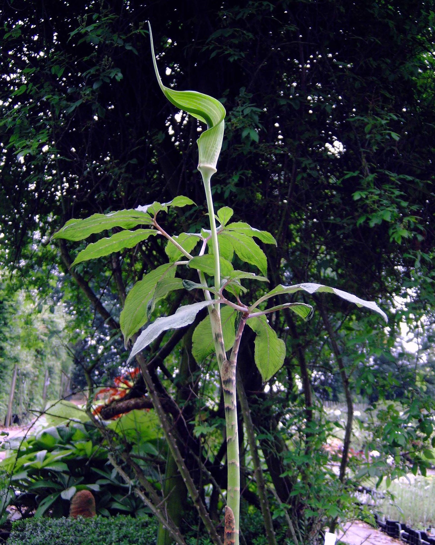 Whipcord Cobra Lily Arisaema tortuosum 5 Seeds