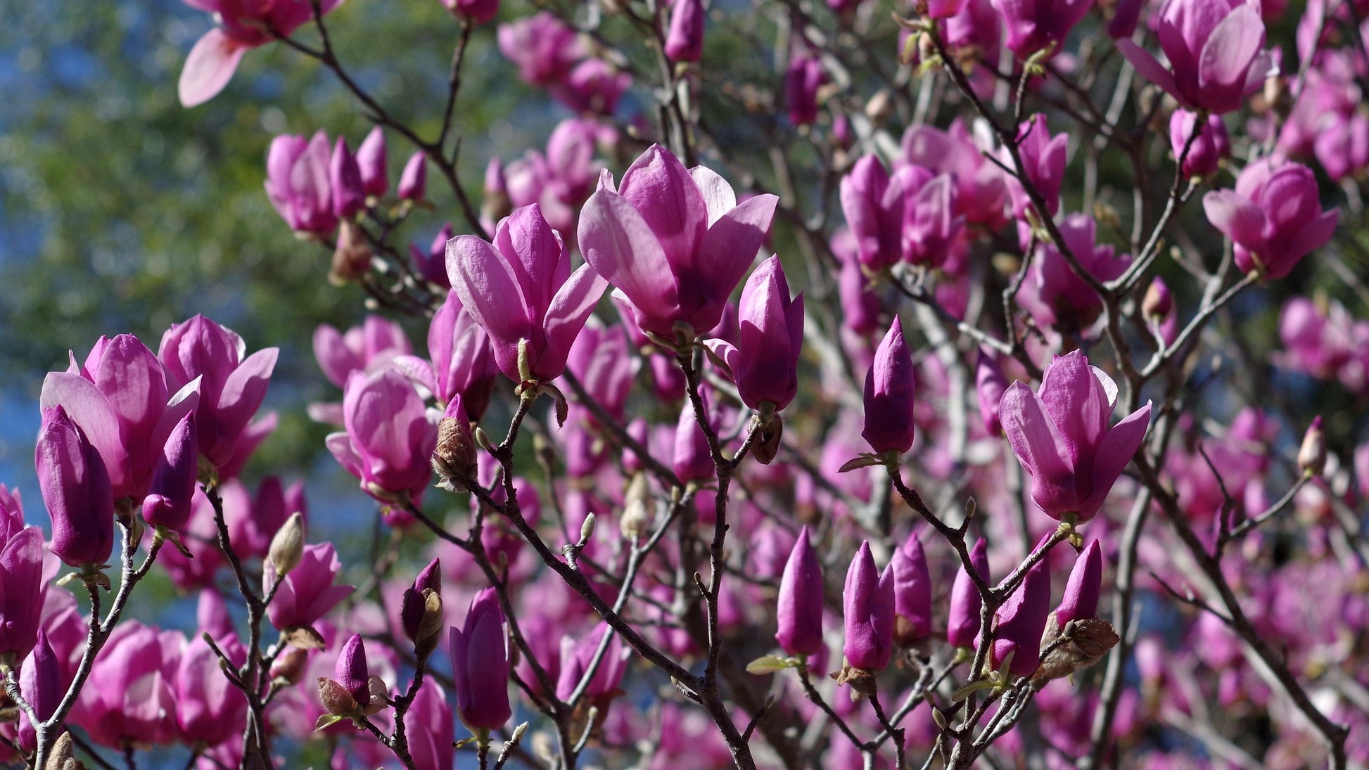 lily magnolia flower Lily Magnolia 10 Seeds Magnolia liliiflora – R&B Floridaseeds