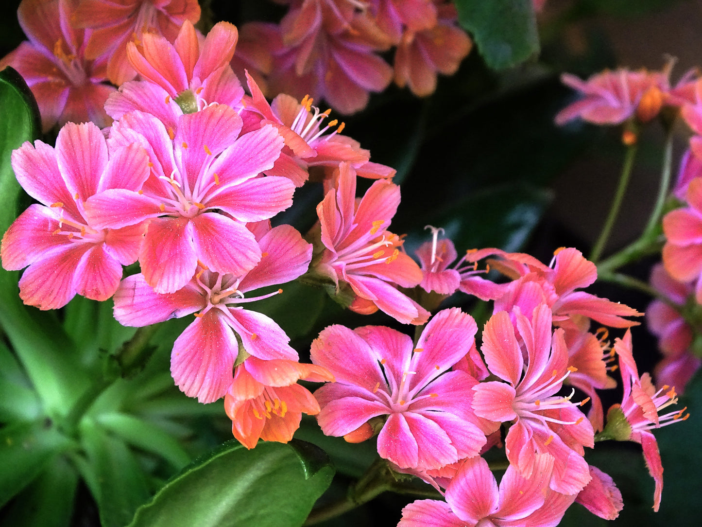 Sunset Strain Lewisia  75 Seeds  Lewisia cotyledon