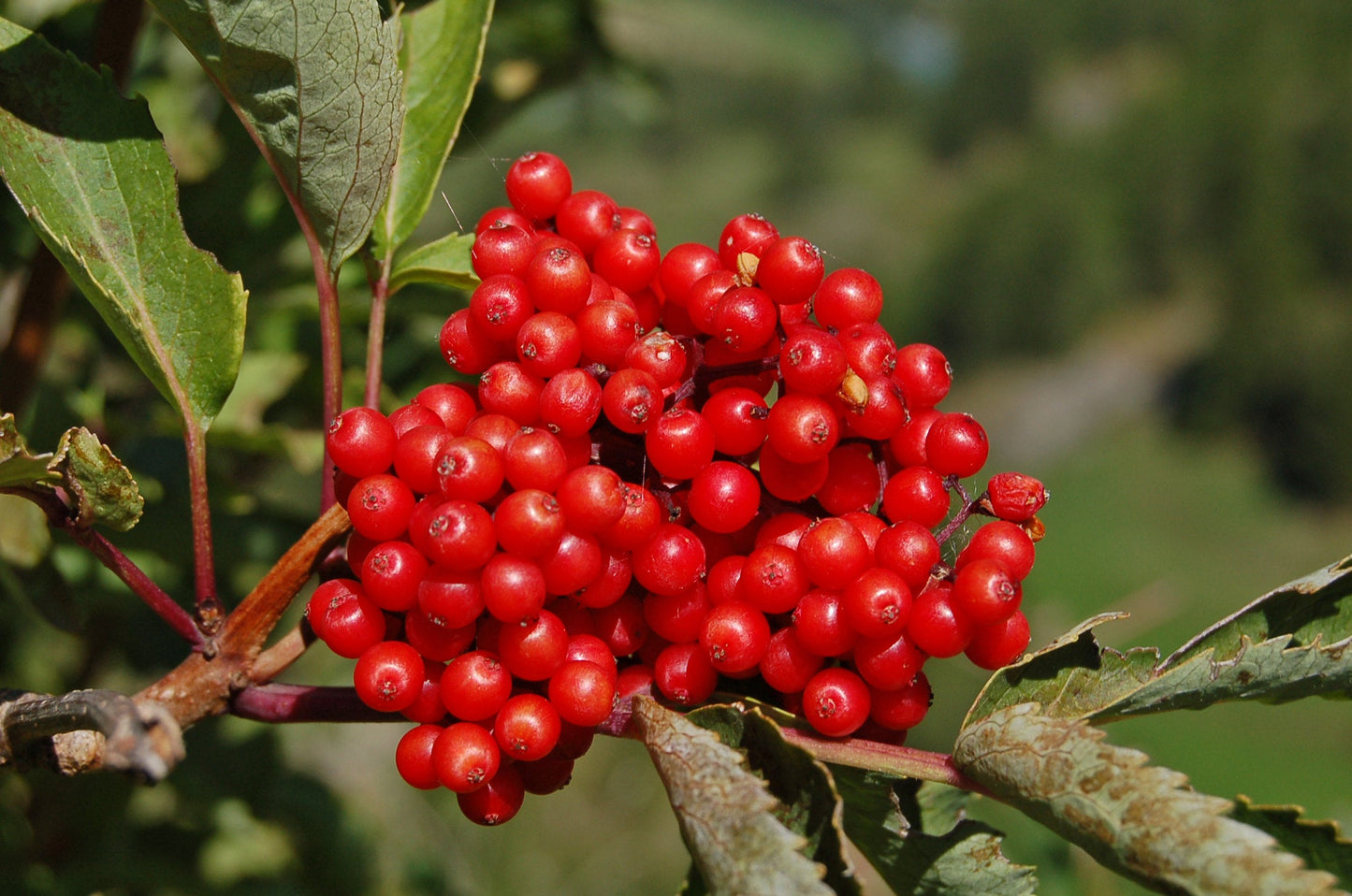 Red Elderberry Sambucus racemosa 100 Seeds  USA Company
