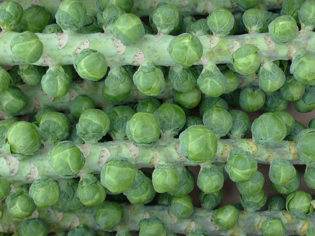 Brussels Sprouts 20 Seeds Brassica oleracea  USA Company