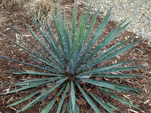 Adam's Needle Yucca filamentosa 100 Seeds