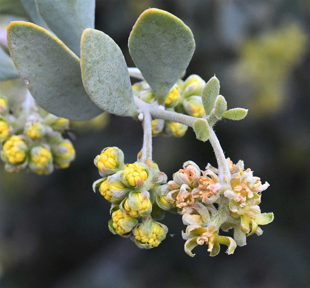 jojoba plant seeds Jojoba Simmondsia chinensis 10 Seeds – R&B Floridaseeds