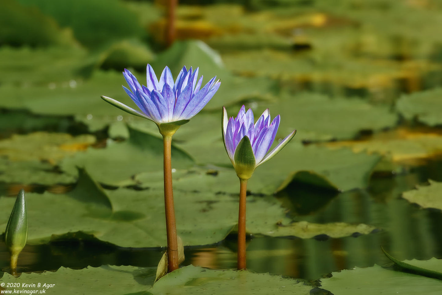 Blue Water Lily Nymphaea nouchali 10 Seeds