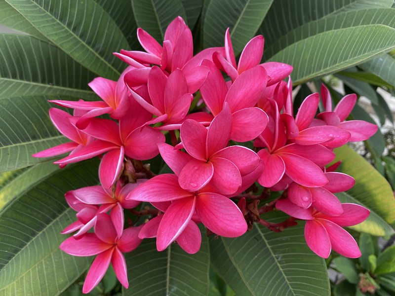 Frangipani 20 Seeds  Plumeria rubra  USA Company