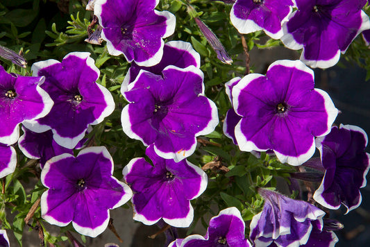 Petunia Picotee  100 Seeds  Petunia Multiflora