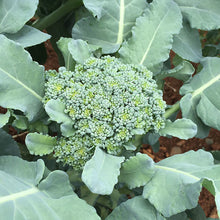Load image into Gallery viewer, Broccoli Calabrese  20 Seeds  Brassica oleracea