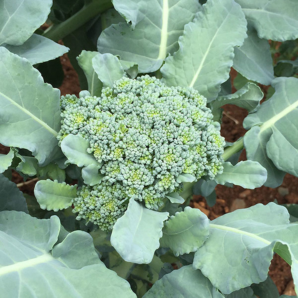 Broccoli Calabrese 10 Seeds Brassica oleracea  USA Company