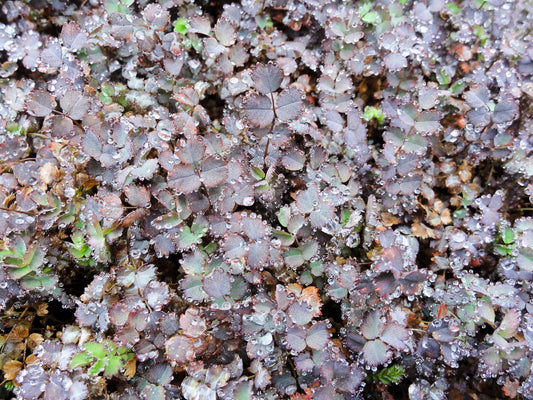 Purple Bidi-Bidi  20 Seeds  Acaena inermis ‘Purpurea’