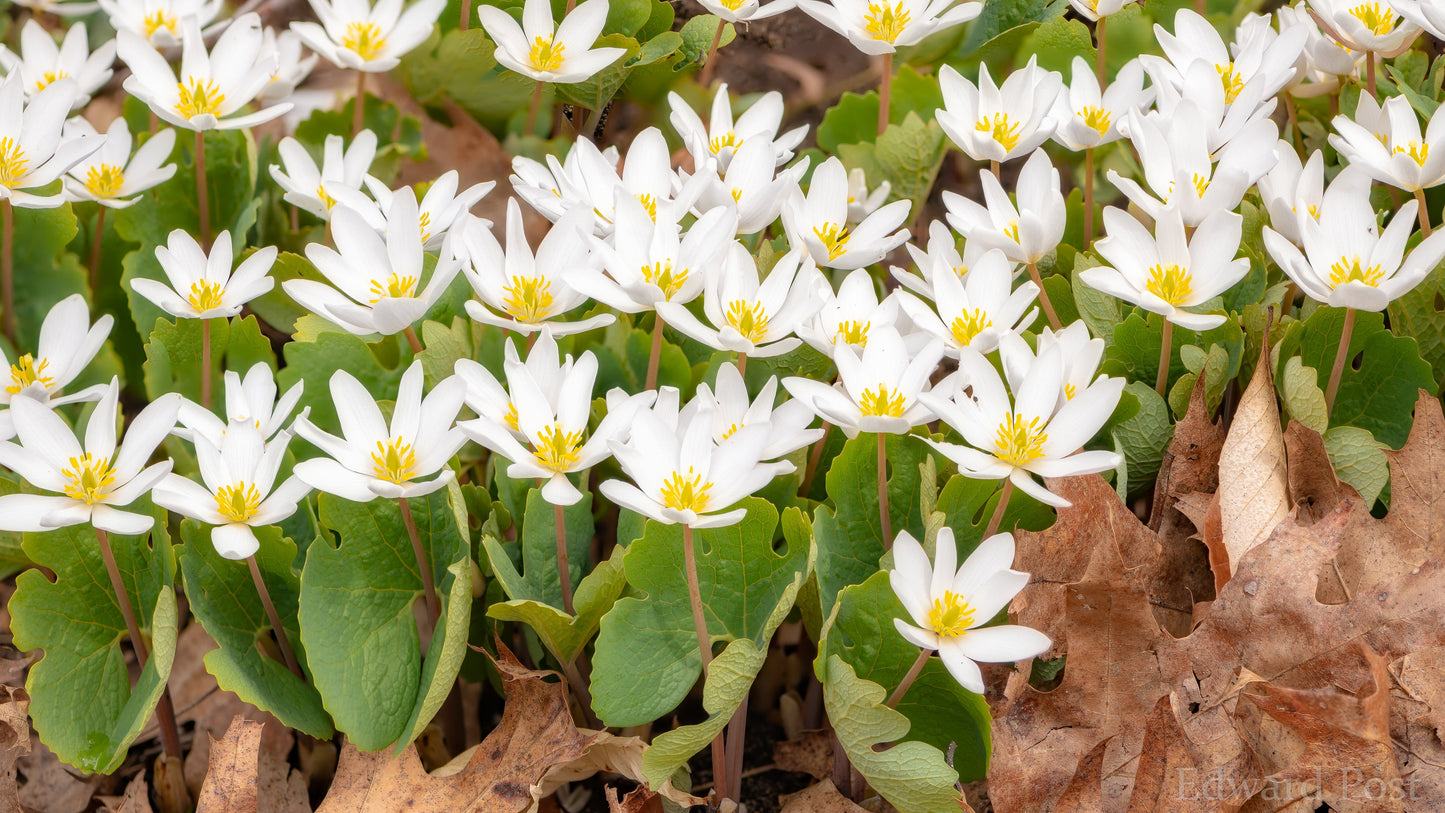 Bloodroot Sanguinaria canadensis 10 Seeds  USA Company