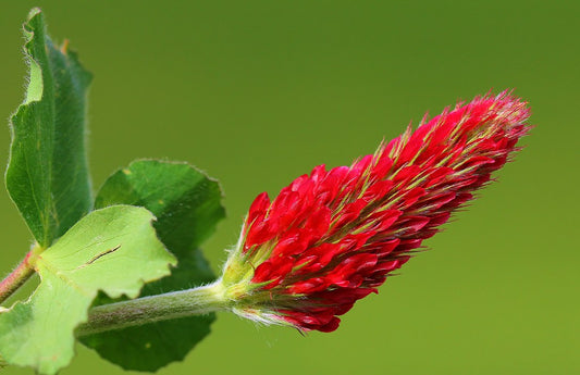 Crimson Clover  100 Seeds  Trifolium incarnatum