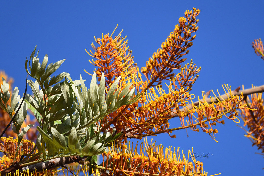 Silk Oak Grevillea robusta 500 Seeds  USA Company