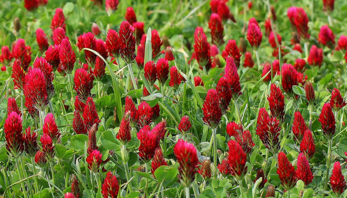 Crimson Clover  500 Seeds  Trifolium incarnatum
