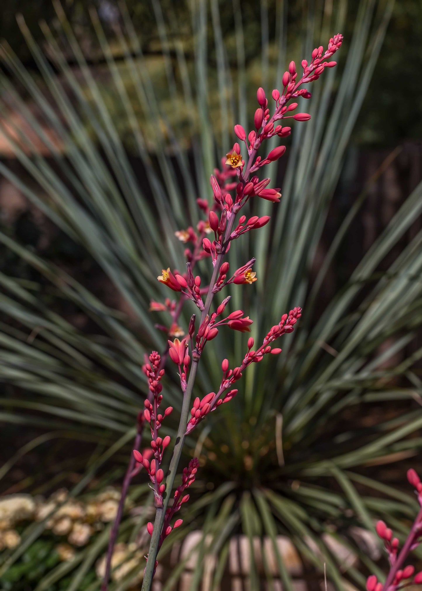 Red Yucca Hesperaloe Parviflora 200 Seeds  USA Company