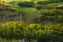Load image into Gallery viewer, Marsh Marigold  Wildflower  20 Seeds Caltha palustris