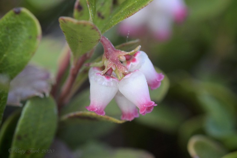 Bearberry  25 Seeds  Arctostaphylos uva-ursi