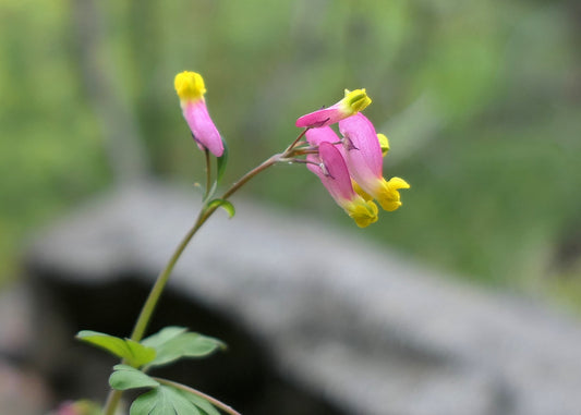Pale Corydalis Harlequin Vine Corydalis sempervirens 50 Seeds
