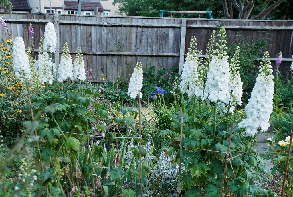White Larkspur  100 Seeds  Delphinium elatum