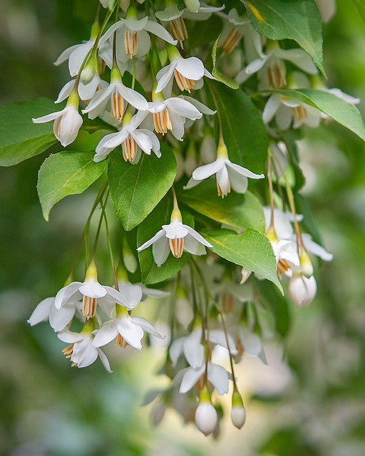 Japanese Snowbell Styrax japonicus 10 Seeds