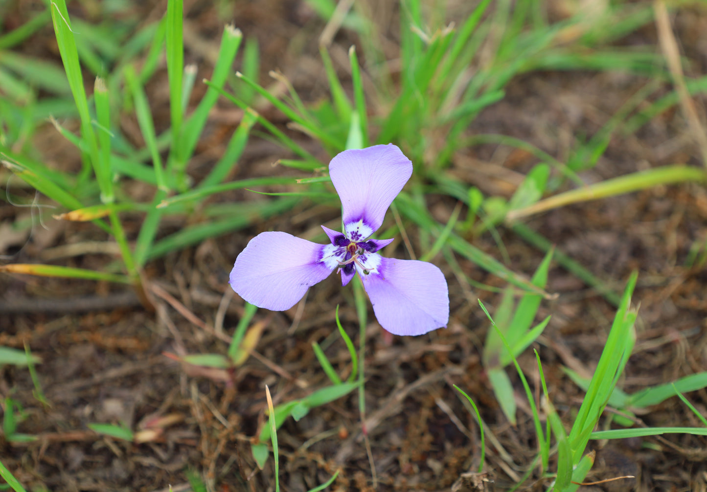 Prairie Nymph  10 Seeds  Herbertia lahue