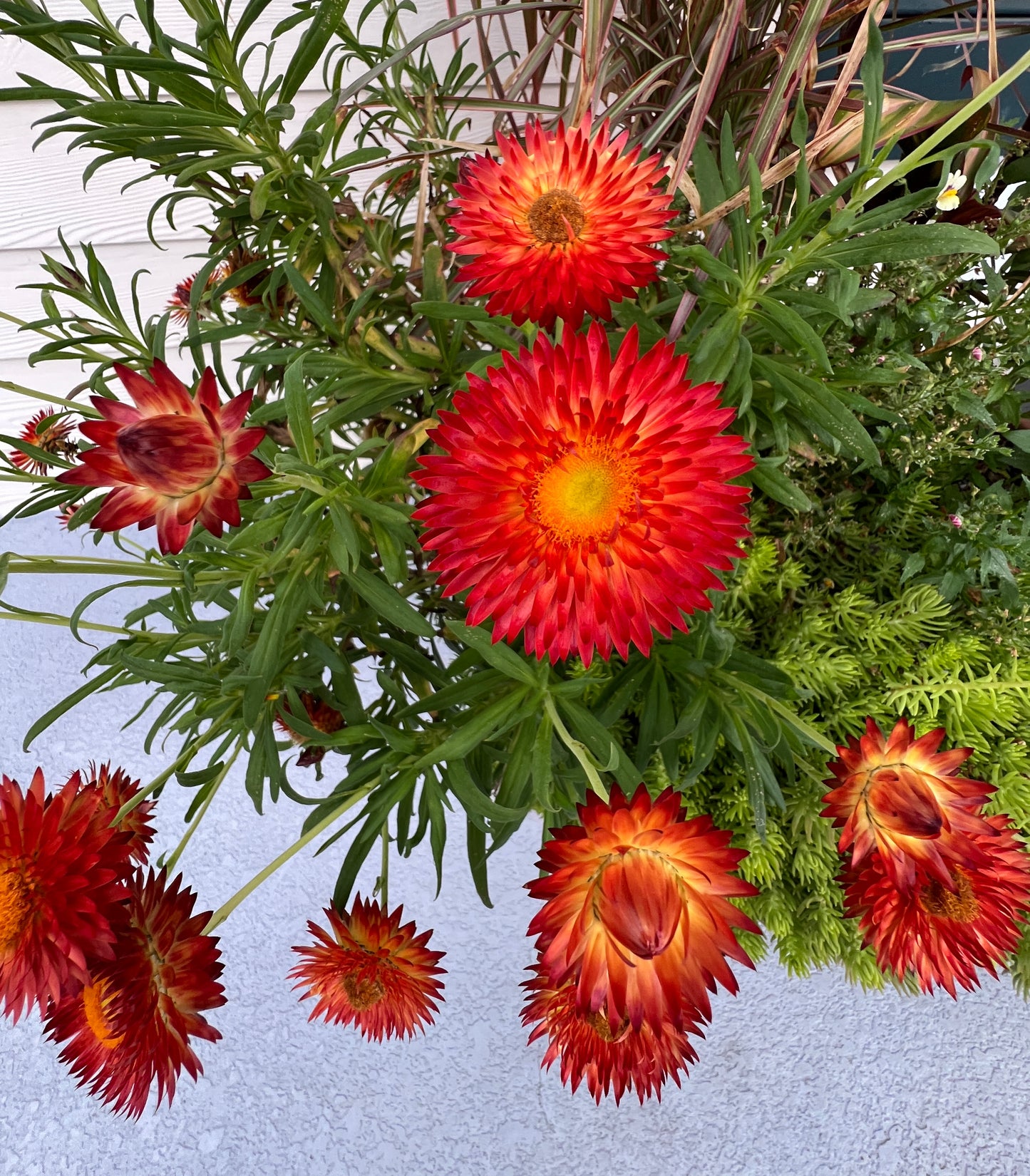 Red Strawflower  100 Seeds  Helichrysum bracteatum
