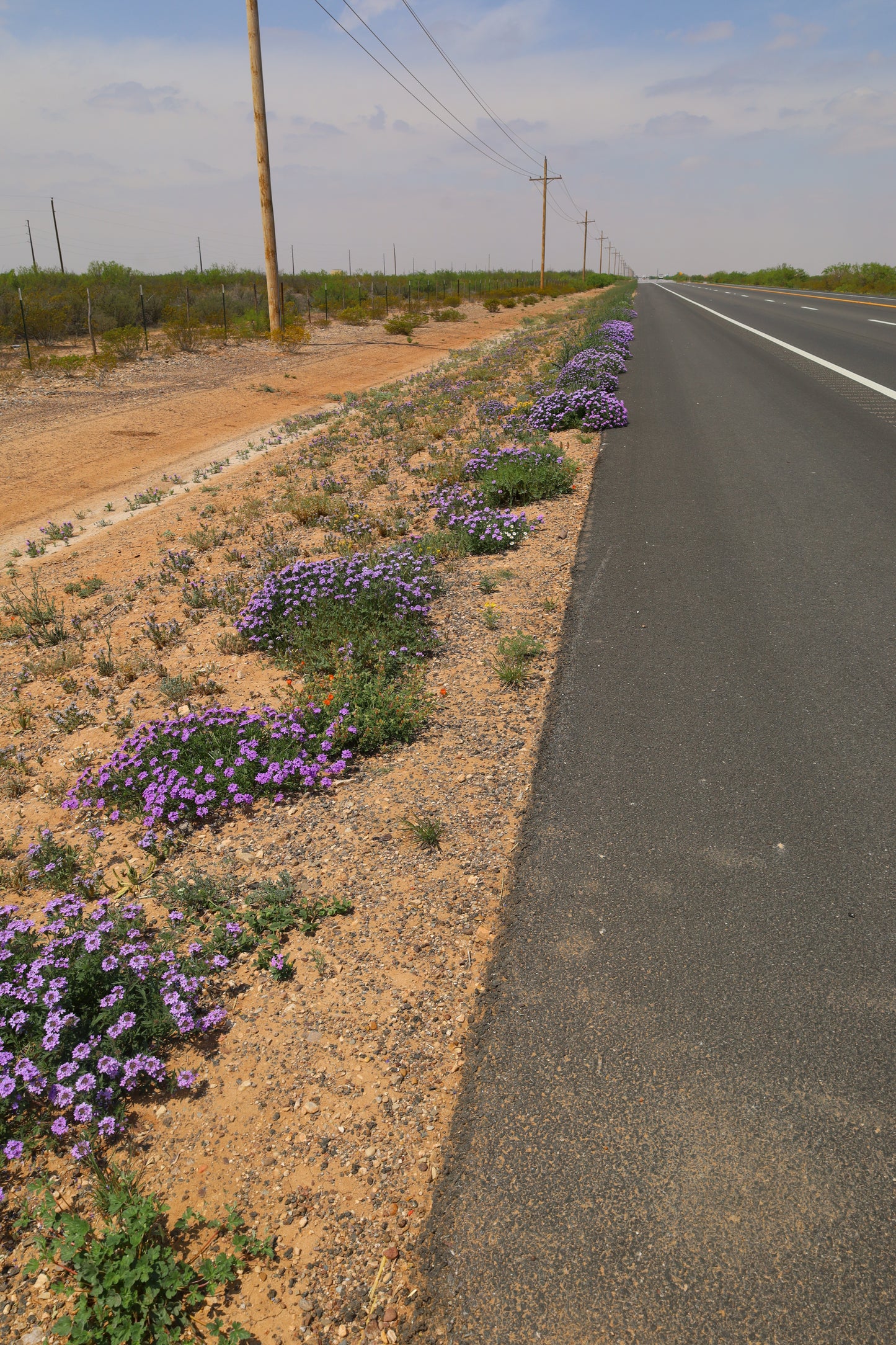 Prairie Verbena  25 Seeds  Glandularia bipinnatifida