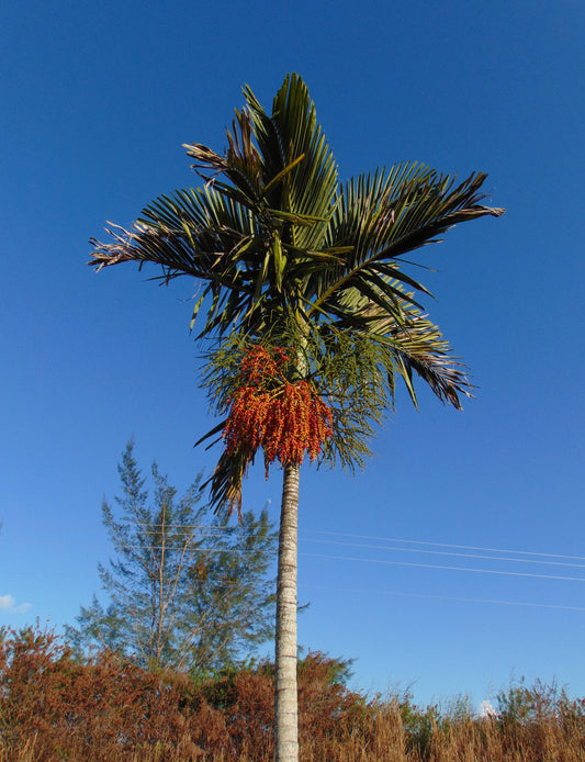Alexander Palm Solitaire Palm Ptychosperma elegans 10 Seeds  USA Company